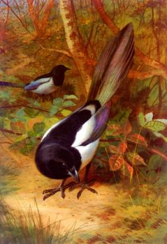 Archibald Thorburn : Magpies